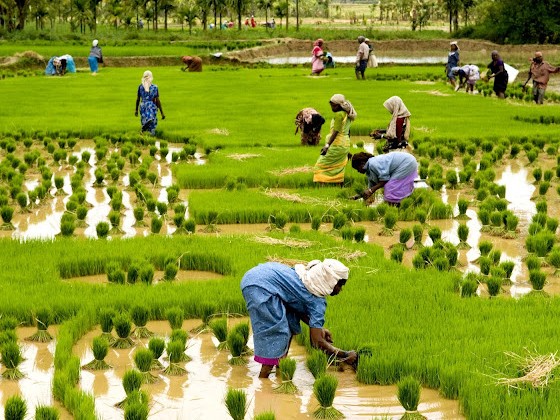 Agriculture in Kerala