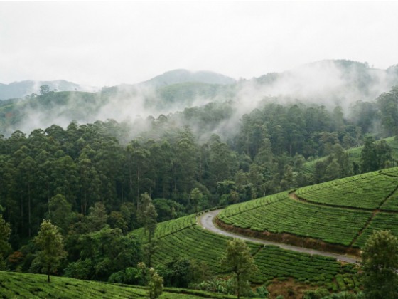 Forest-Western Ghats and  Plantation